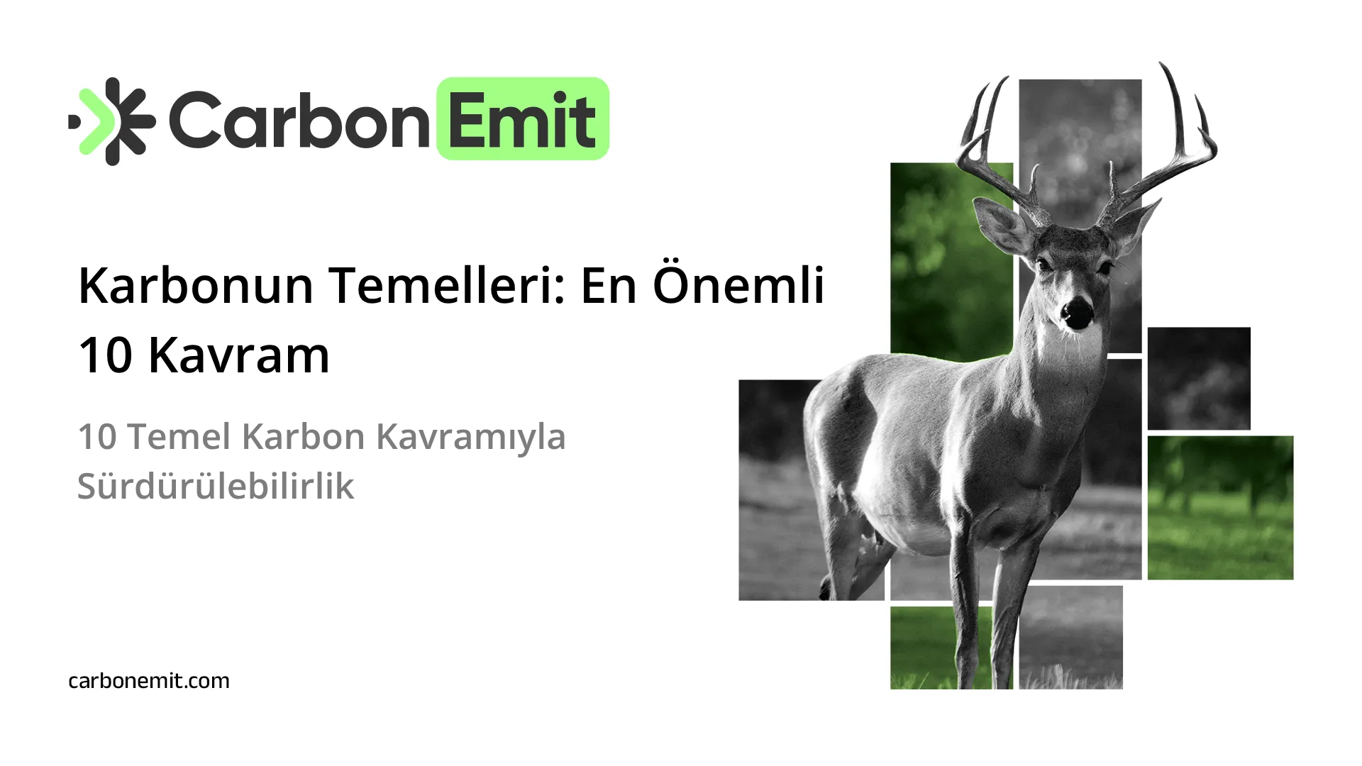 Karbonun Temelleri: En Önemli 10 Kavram
